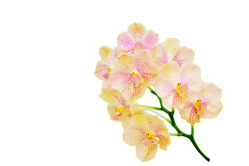 Vanda brunnea Rchb.f orchid isolated on white