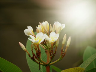 Frangipani flower with sunlight  are tropical trees famous