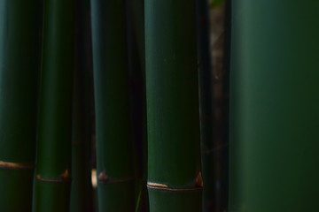  Many bamboo trees Natural green color, beautiful and easy to see