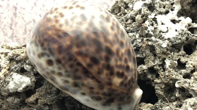 Shell on sand