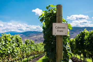 Cabernet Franc wine grape variety sign on wooden vertical end post, vineyard field background,...