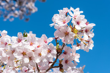 青い空と満開の桜