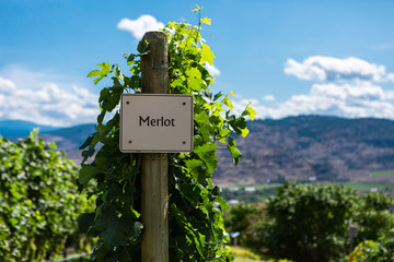 Merlot wine grape variety sign on wooden vertical end post, Canadian vineyard field background,...