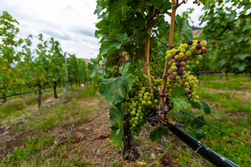 Fototapeta na wymiar between vineyard vine grapes lines, low angle view of unripe fresh green grapes fruits, trunks, branches, and leaves on wires, watering pipes