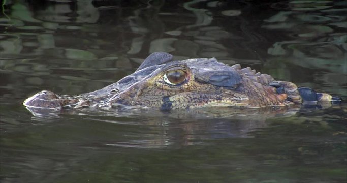 Black Caiman, Brazil:  The River of the Dead, Xingu River, the Pantanal, Mato Grosso, Amazon Rainforest, Amazon River, Northern Brazil, Brazil