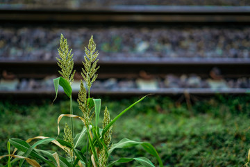 The grass on the edge of the railway tracks and showing the sun in the evening