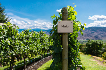 Merlot wine grape variety sign on wooden vertical end post, Canadian vineyard varieties signs, Okanagan valley wine region British Columbia BC, Canada