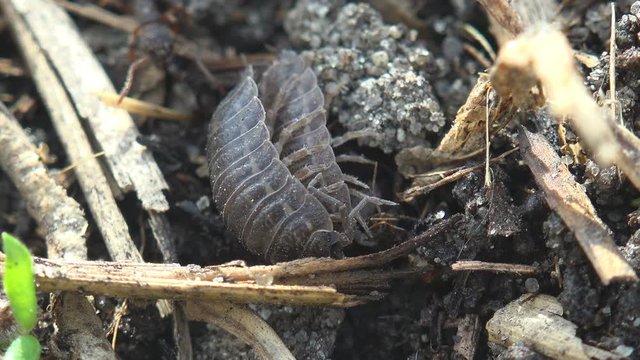 Courtship rituals of insects and Mating Woodlouse, crustacean monophyletic suborder Oniscidea, isopods. View Macro insect in wildlife