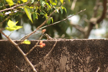 Lagarto