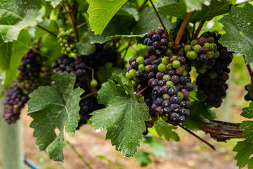 unripe fresh red bunch of grapes small fruits and leaves close up and selective focus view, branches, vineyard background