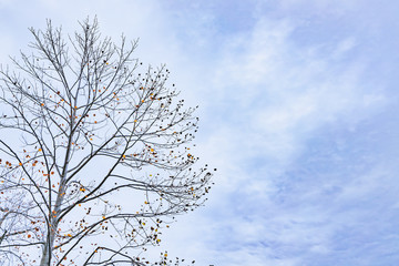 紅葉した葉が落ちかけている落葉樹