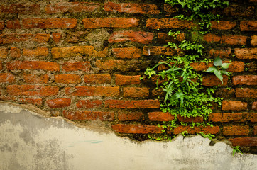 old brick wall and tree