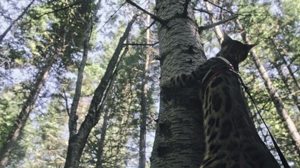 Fototapeta premium One cat in a city park. Bengal wildcat walk on the forest in collar. Asian Jungle Cat or Swamp or Reed. Domesticated leopard cat hiding, hunting and playing in grass. Domestic cat in outdoor nature.