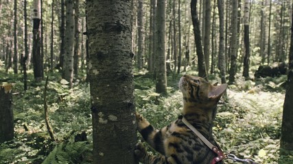 One cat in a city park. Bengal wildcat walk on the forest in collar. Asian Jungle Cat or Swamp or Reed. Domesticated leopard cat hiding, hunting and playing in grass. Domestic cat in outdoor nature.