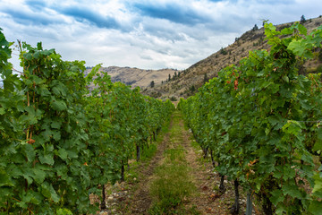 Fototapeta na wymiar between vineyard lines, vine grape agriculture fields, Okanagan Valley wine production region, British Columbia BC, Canada
