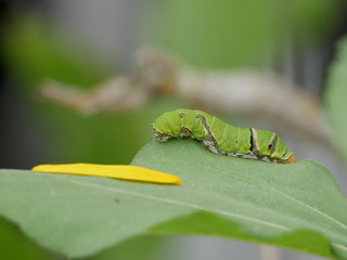 Eating the leaves of the green lime Butterfly The agricultural crop has been damaged.
