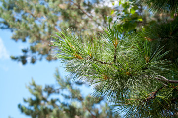 Fir branch on the background of green and blue sky