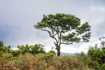 Obraz premium Mystical curved trees in Fanal, a place of rare beauty in the middle of the Laurissilva Forest. Old twisted single laurel tree during autumn mist. Natural wonder in Portuguese island Madeira.