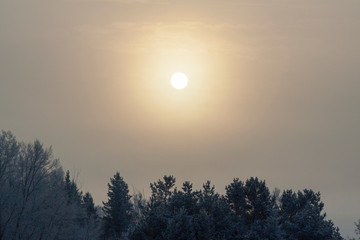 Sun bright above frozen winter trees