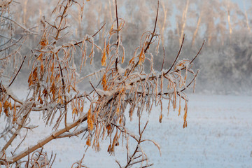 Frozen maple seeds in the winter forest