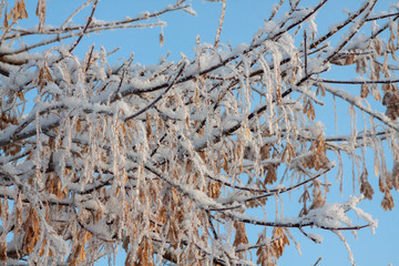 The Maple seeds covered snow