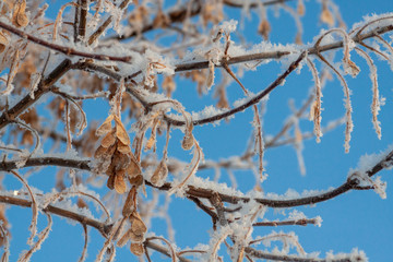 Maple branches and seeds covered snow
