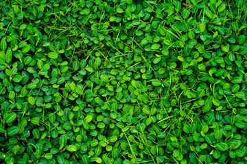 Fototapeta na wymiar Background texture, Green grass of texture 