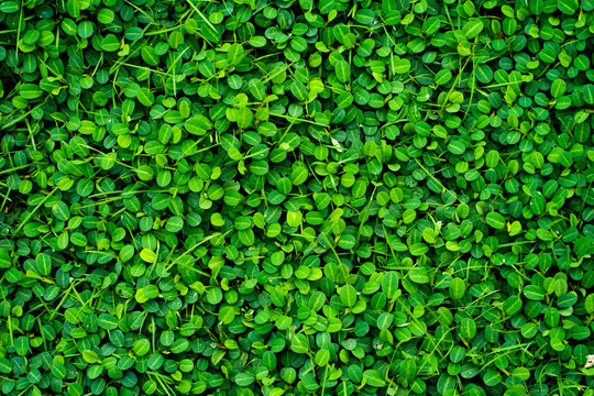 Green background, Full frame of grass texture.
