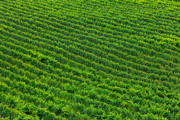 vast vineyard, wine production green lines large beautiful field in top aerial view, perfect idyllic abstract background wallpaper