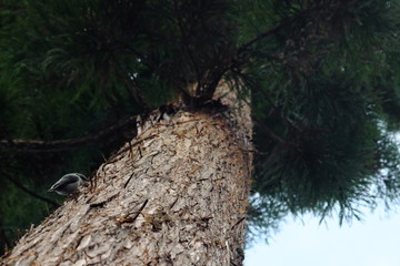 木に留まる小鳥