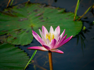 Beautiful lotus in the swamp.