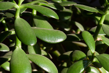 Money tree green leaves and stalks