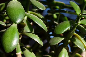 Crassula tree green leaves in details