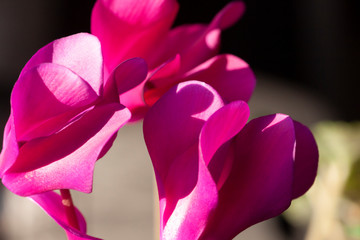 Bright pink leaves in macro