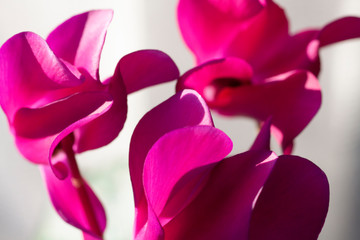 Juicy color of pink flower