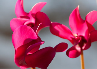 Colorfull pink leaves in macro