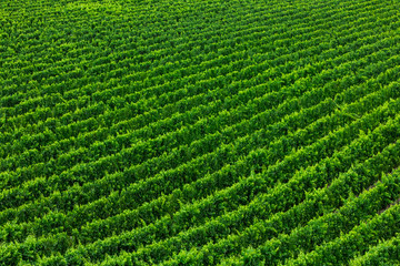 vast vineyard beautiful green Large field, top aerial view, abstract background, Okanagan Valley wine production region, British Columbia BC, Canada