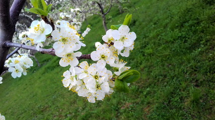 white flowers of plum in garden