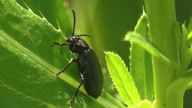 Black beetle sitting on stump, basking in sun in afternoon, Flat-headed Pine Heartwood Borer, Buprestidae, Chalcophora virginiensis, View insect macro in wildlife