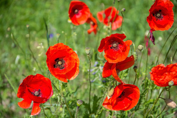 Klatschmohn, Deutschland