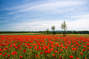 Fototapeta na wymiar Klatschmohn, Deutschland