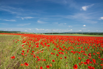 Klatschmohn, Deutschland