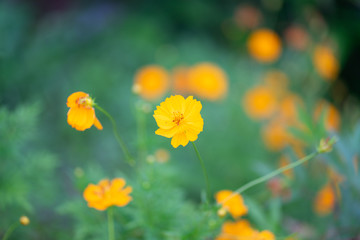 Close up of nature flower