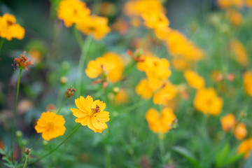 Flower, nature, background