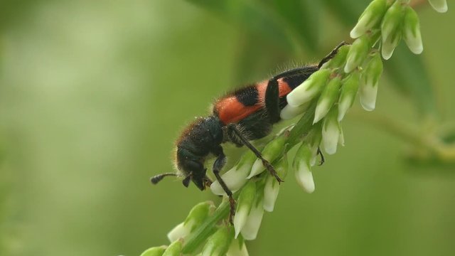 Mylabris Quadripunctata, red Beetlewith black dots on chitinous coating of wings sitting on green flower. View Macro insect in wildlife