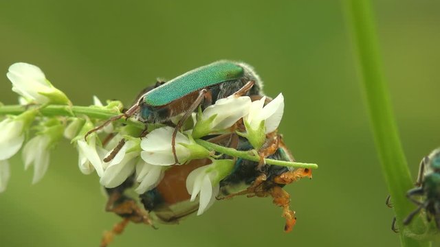 Courtship rituals of insects and Mating Cerocoma is Palearctic genus of blister beetle. Imagines show distinct sexual dimorphism in  feeding apparatus and antennae. View Macro insect in wildlife