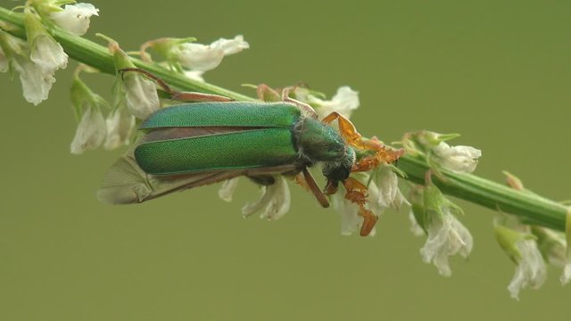 Courtship rituals of insects and Mating Cerocoma is Palearctic genus of blister beetle. Imagines show distinct sexual dimorphism in  feeding apparatus and antennae. View Macro insect in wildlife