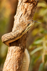 Detailed closeup of a Coastal Carpet Python