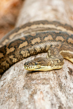 Detailed closeup of a Coastal Carpet Python