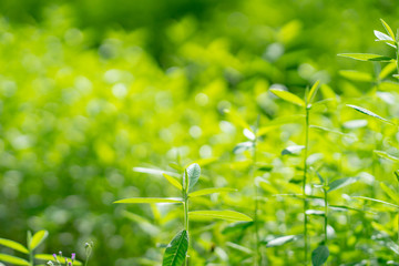 Nature green tree as background